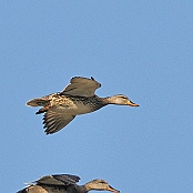 Gadwall  "Anas strepera"